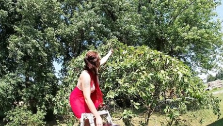 Topless Brunette Picking Cherries from the Tree